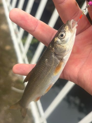 ウグイの釣果