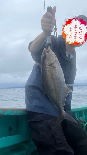 カンパチの釣果