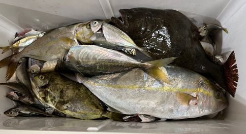 シオの釣果