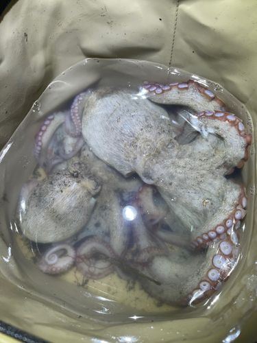 マダコの釣果