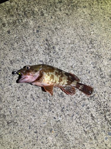カサゴの釣果