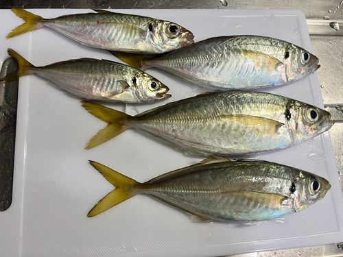 マアジの釣果