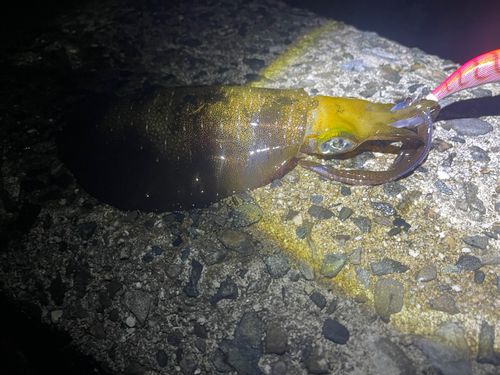 アオリイカの釣果