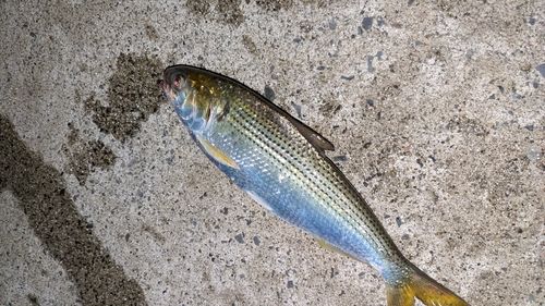 コノシロの釣果