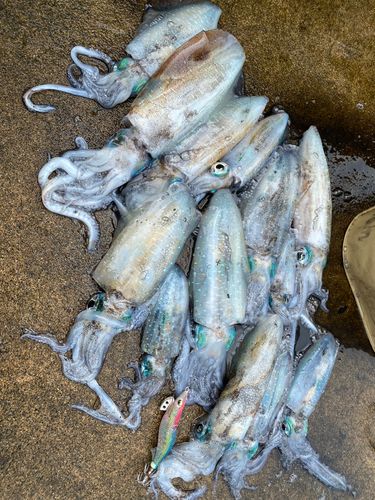 アオリイカの釣果