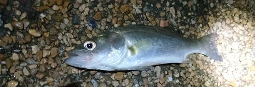 セイゴ（ヒラスズキ）の釣果