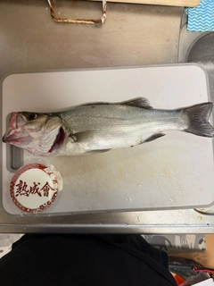 フッコ（ヒラスズキ）の釣果