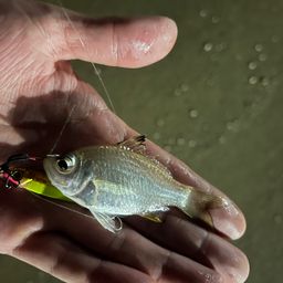 アングラー5325074 さんの 2026年09月12日のモトギスの釣り・釣果情報