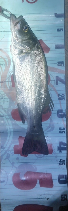 フッコ（ヒラスズキ）の釣果