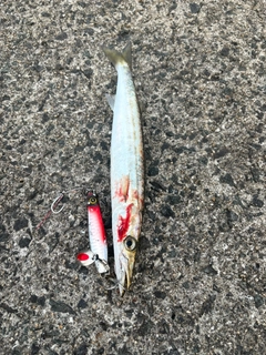 カマスの釣果