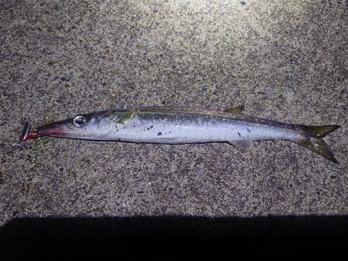 カマスの釣果