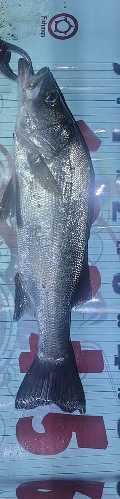 フッコ（ヒラスズキ）の釣果