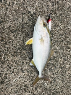 ネリゴの釣果