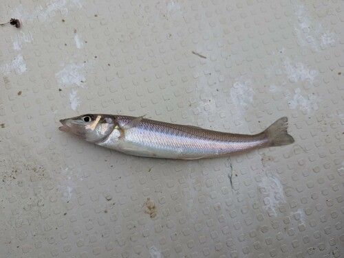 シロギスの釣果
