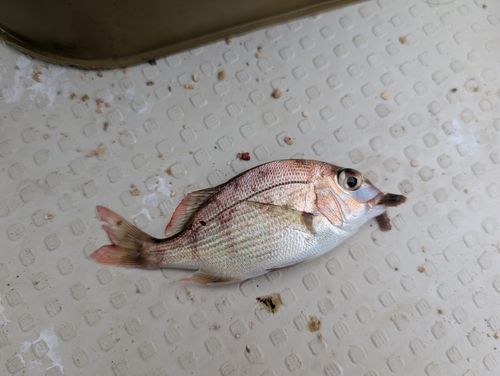 マダイの釣果