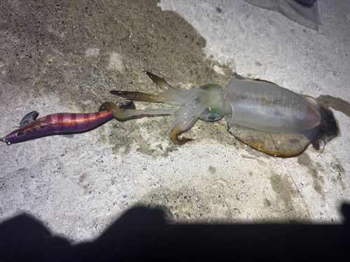 アオリイカの釣果