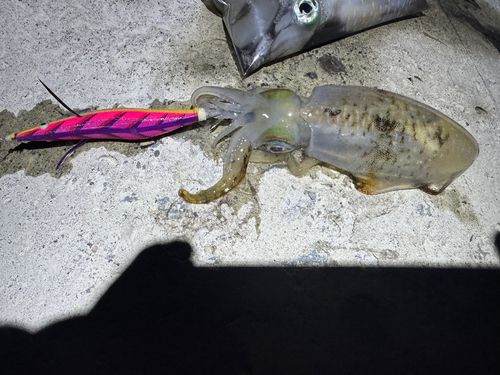 アオリイカの釣果