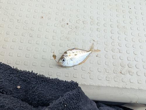 ヒイラギの釣果