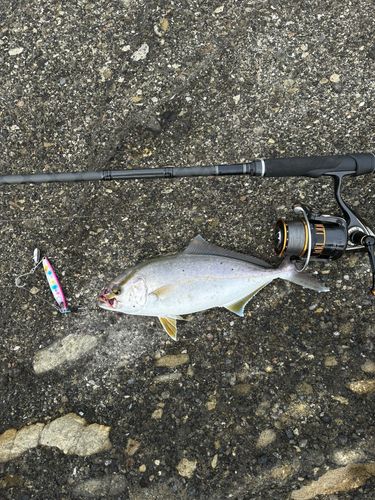 カンパチの釣果