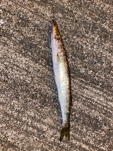 カマスの釣果