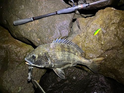 チヌの釣果