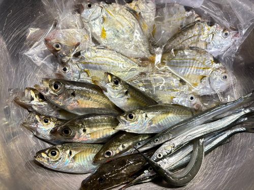 ヒイラギの釣果