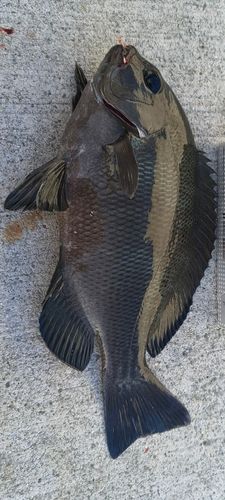グレの釣果