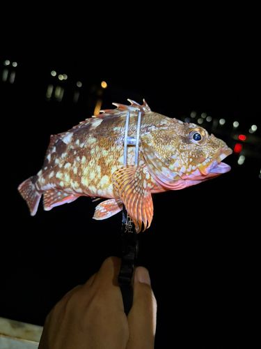 カサゴの釣果