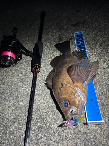メバルの釣果