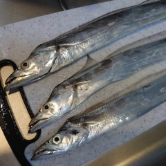 タチウオの釣果