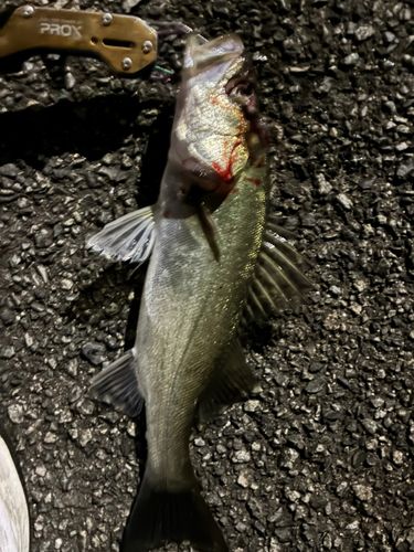 スズキの釣果