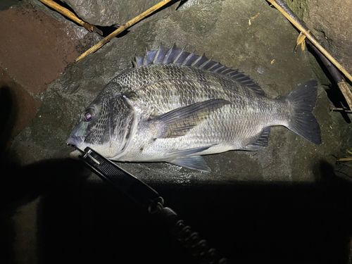チヌの釣果