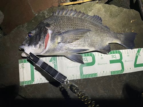 チヌの釣果