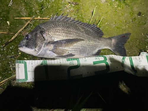 チヌの釣果
