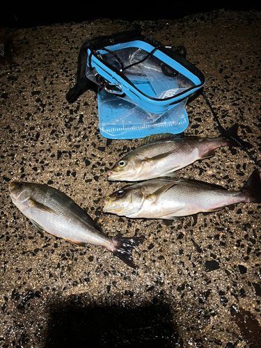 イサキの釣果