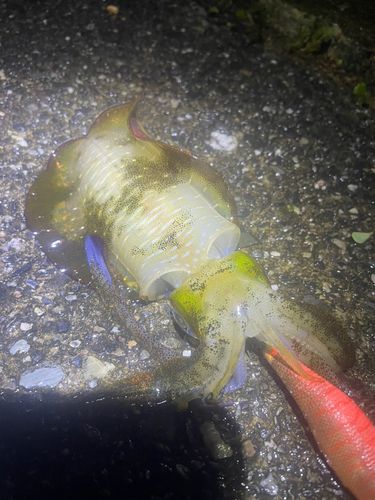 アオリイカの釣果