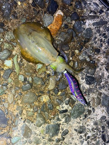 アオリイカの釣果