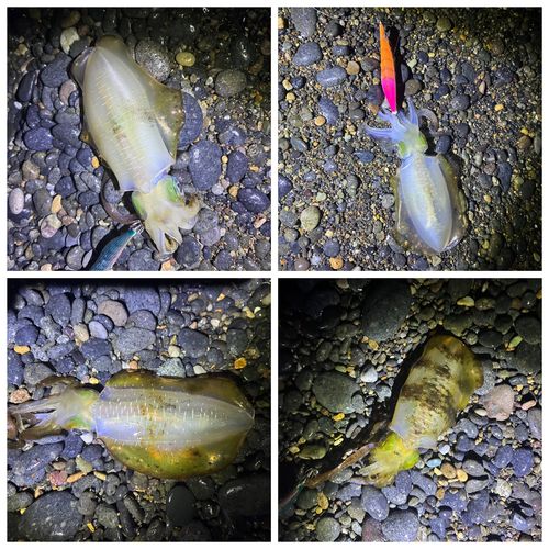 アオリイカの釣果