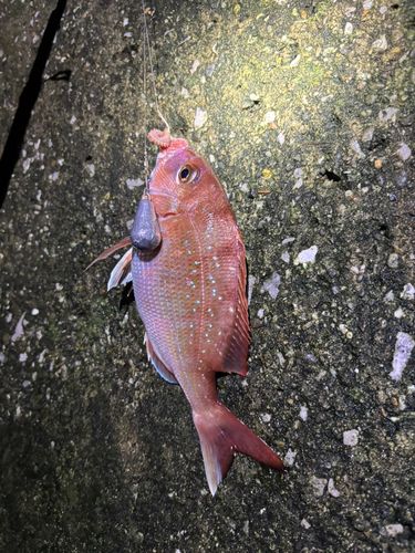 チャリコの釣果