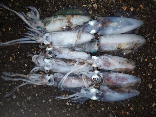 アオリイカの釣果