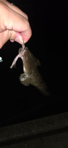コチの釣果