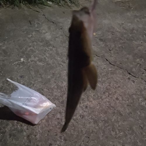 コチの釣果