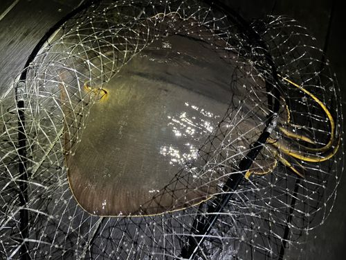 アカエイの釣果