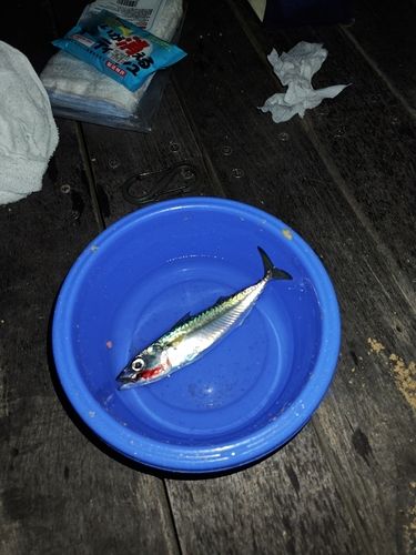 釣果