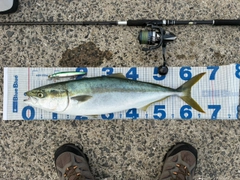 ヤズの釣果