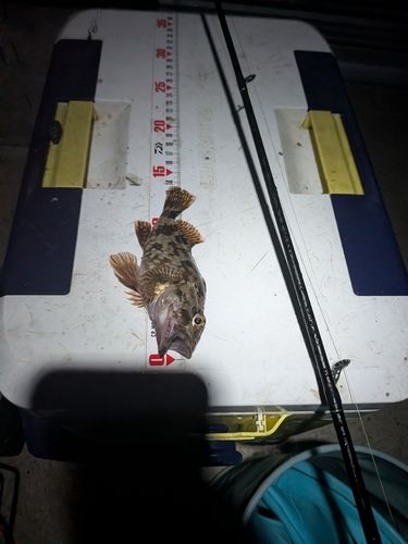 カサゴの釣果