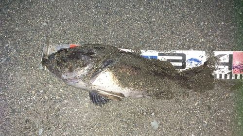 クロソイの釣果