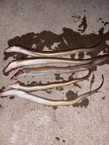 アナゴの釣果