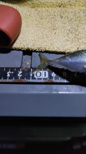 サバの釣果