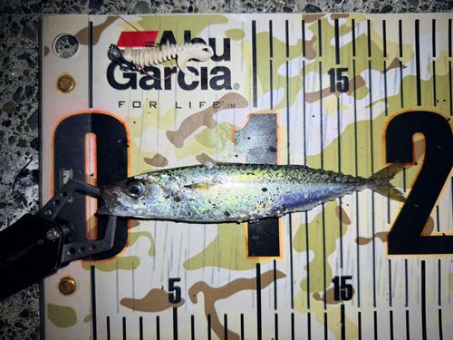 マサバの釣果